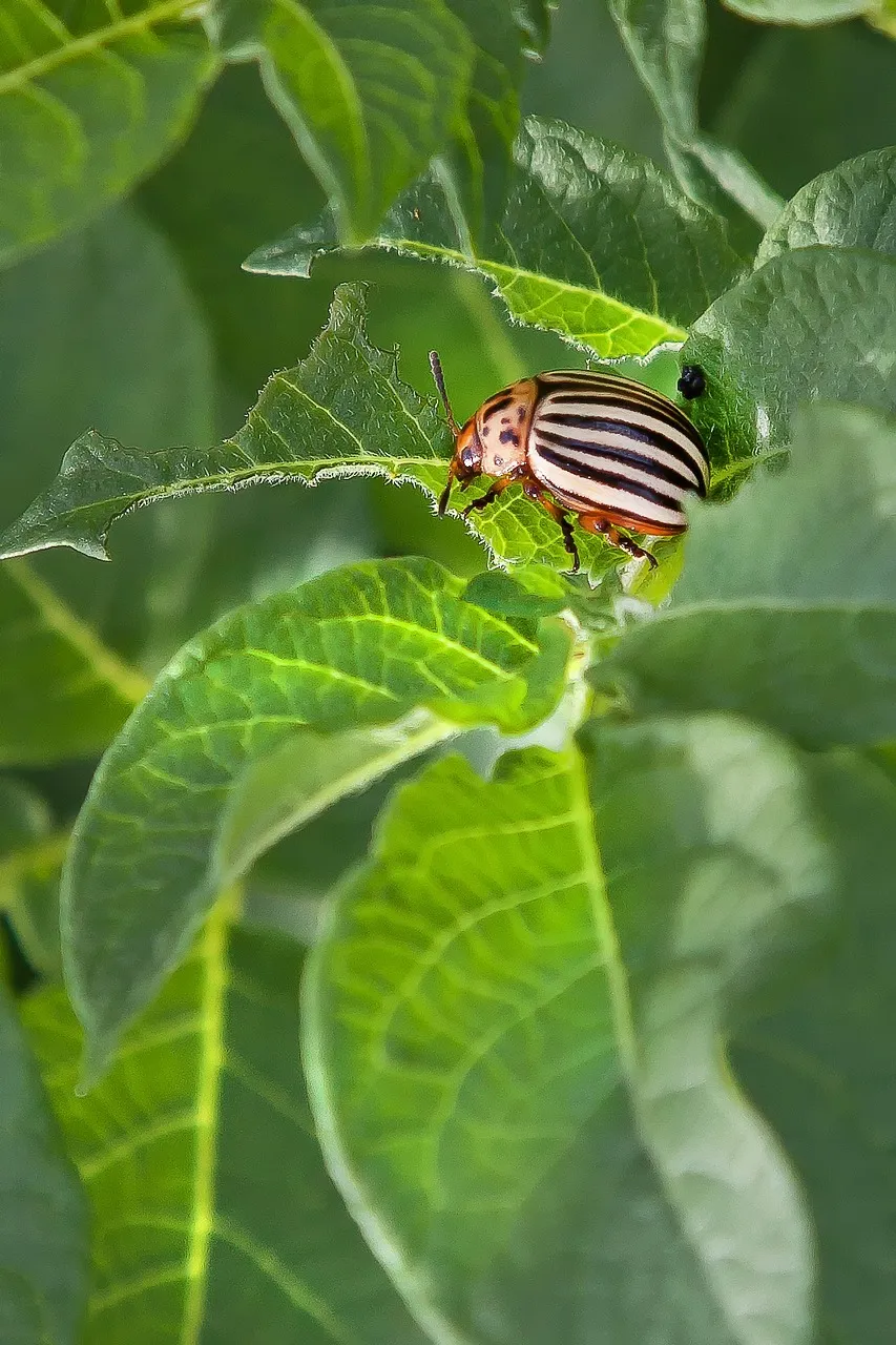 Image of a potato beetle eating a leaf. Photo by Foto-Rabe via Pixabay.