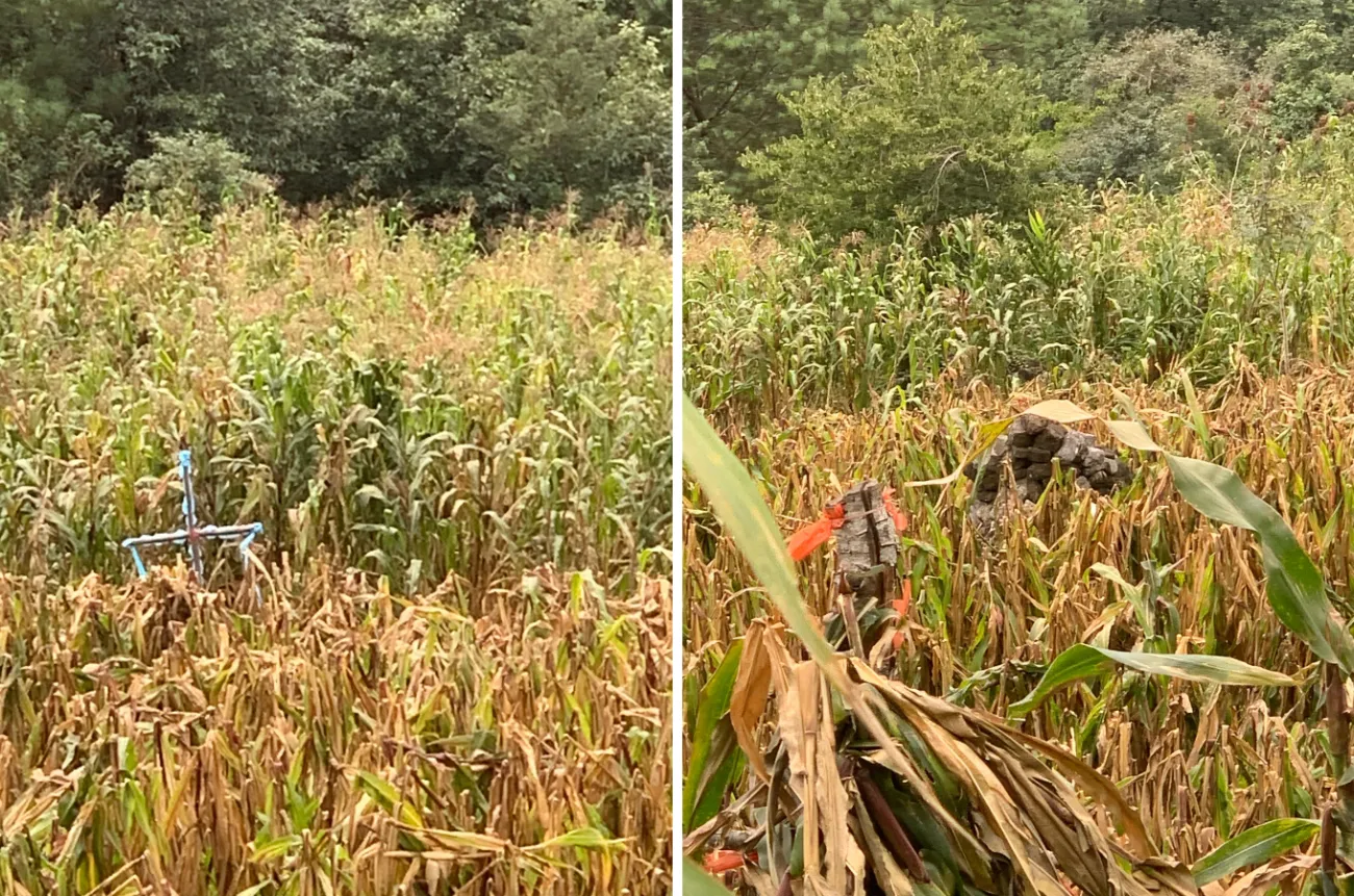 Photos of the milpa system, taken in the Ayuuk (Mixe) territory in Oaxaca, Mexico in July 2023. Photos provided by Elena Lazos Chavero.