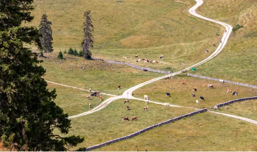 image of pastureland by Photo by Matthieu Rochette via Unsplash