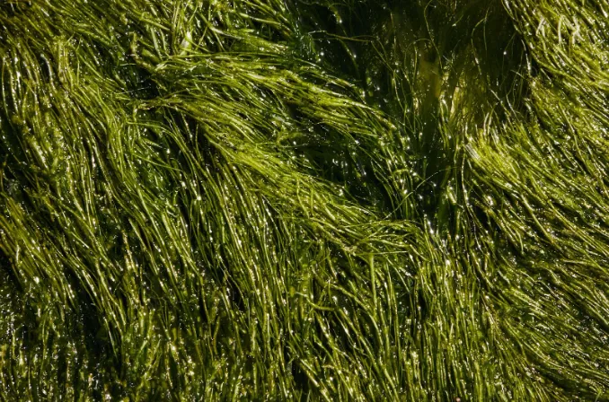 Green algae in water. Photo by Laker via Pexels.