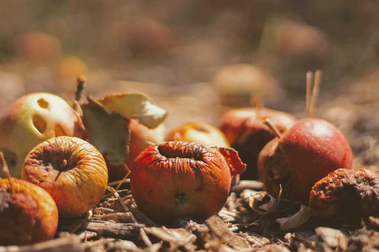 Image of rotting apples fallen to the ground by Joshua Hoehne via Unsplash