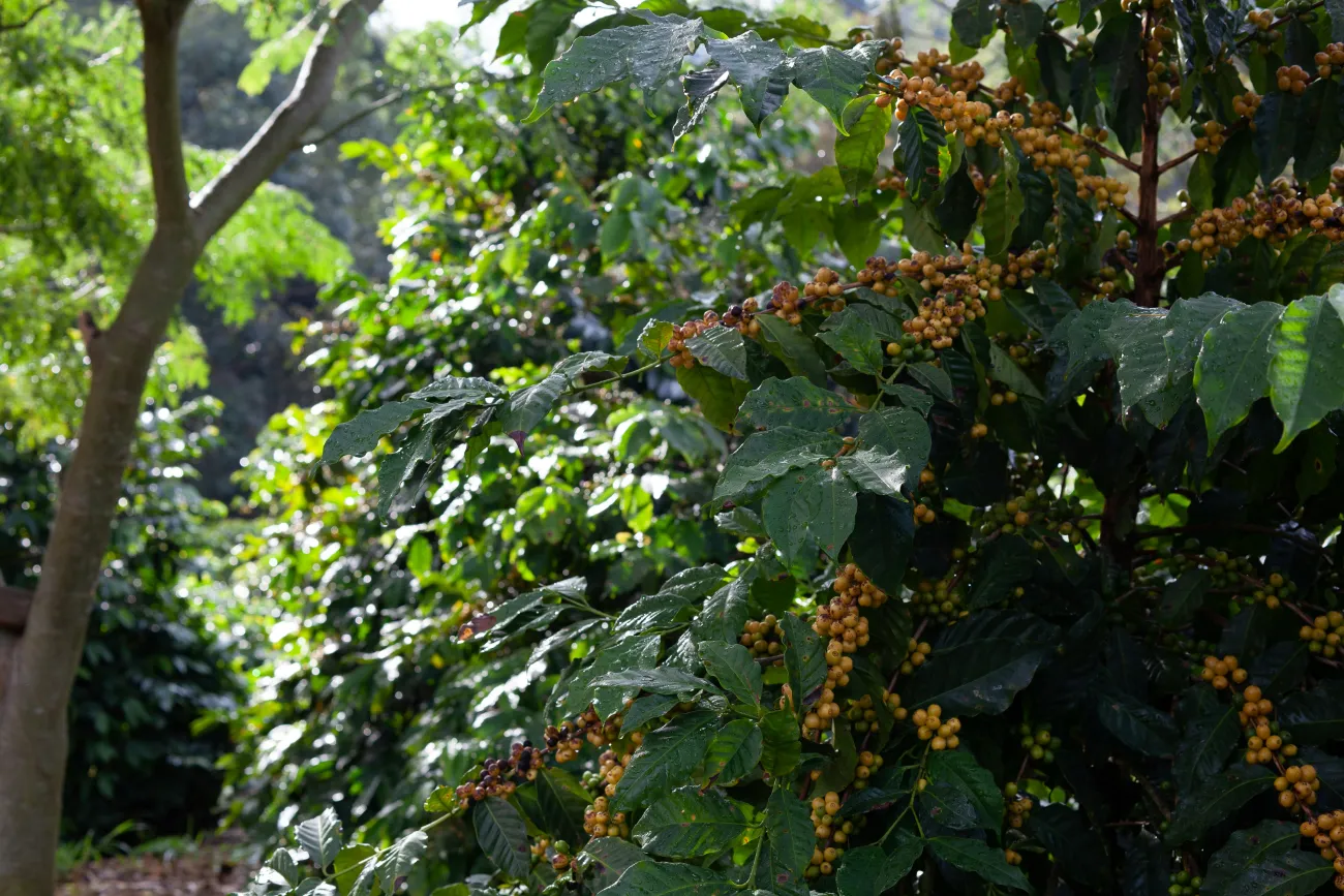 Photo of a fruiting shrub in a forest landscape. Image by PROJETO CAFÉ GATO-MOURISCO via Unsplash