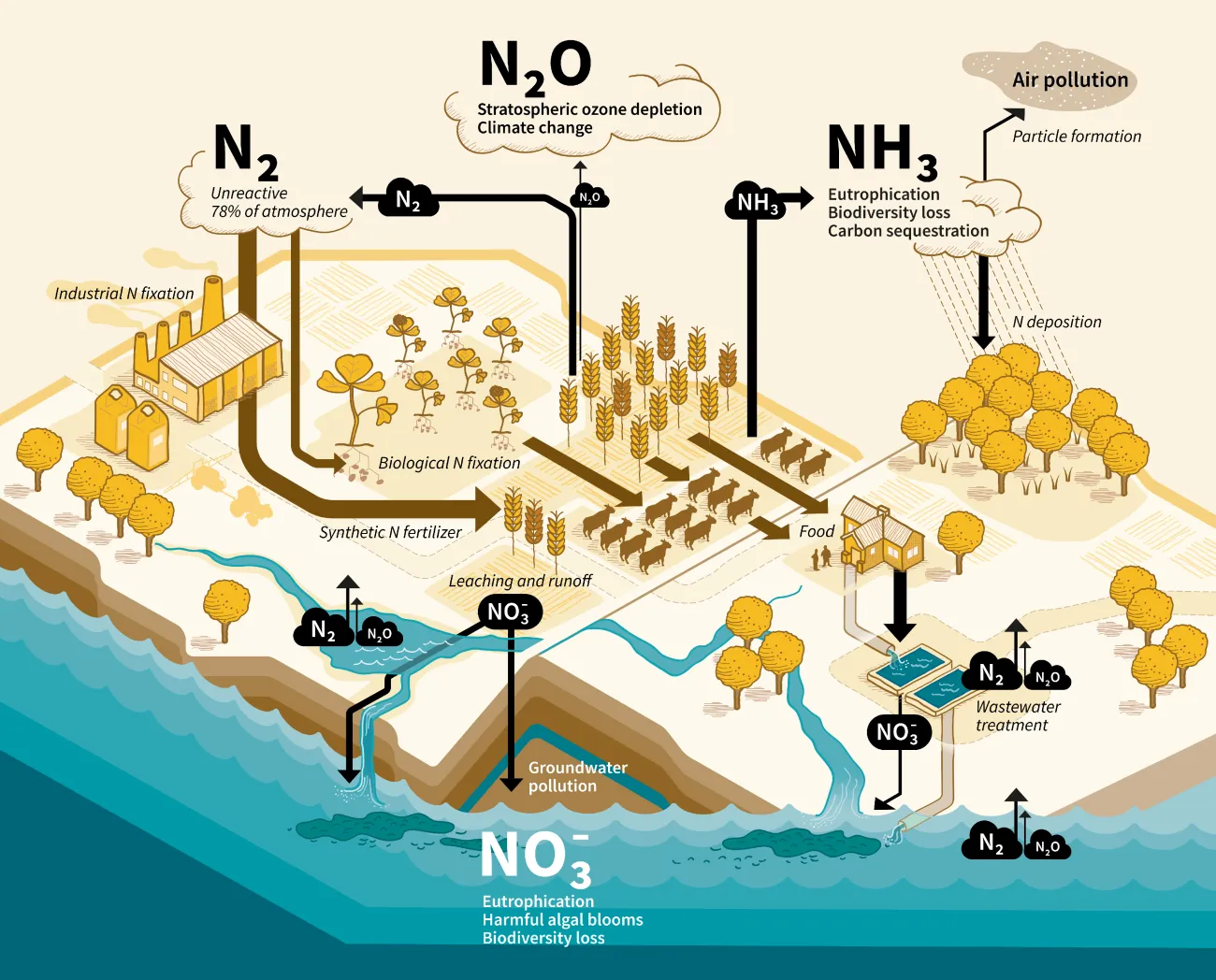 Figure 6: Illustration of the main environmental and health impacts of nitrogen (N) emissions from the agri-food system N. Unreactive dinitrogen (N2) from the atmosphere is converted to reactive N by industrial and biological fixation. Throughout the food system, emissions of ammonia (NH3), nitrate (NO3−), and nitrous oxide (N2O) affect the environment and human health in different ways.