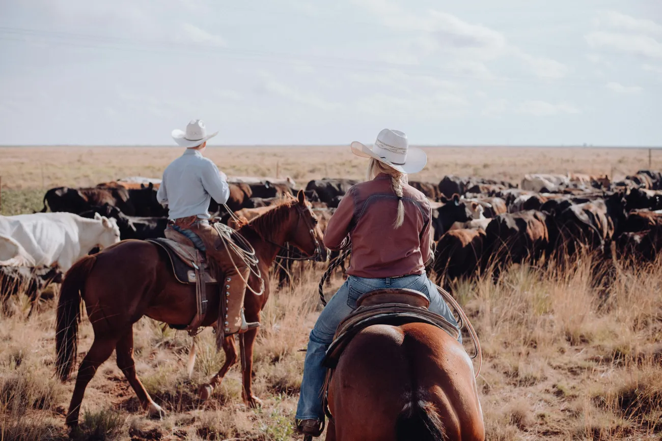 Image of two ranchers riding horses herding cattle