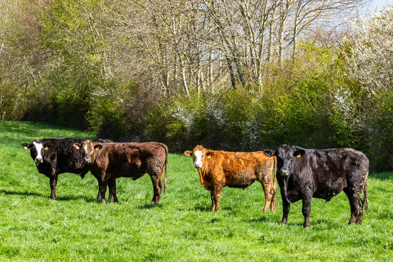Image of cows in a tree lined field. Photo by Paul Keiffer via Unsplash