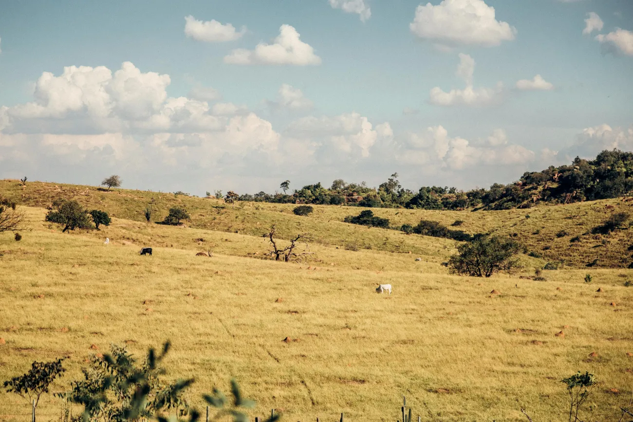 Image: an open plain grassland with a few grazing animals in the background. Photo by Gezeras Ph via Pexels