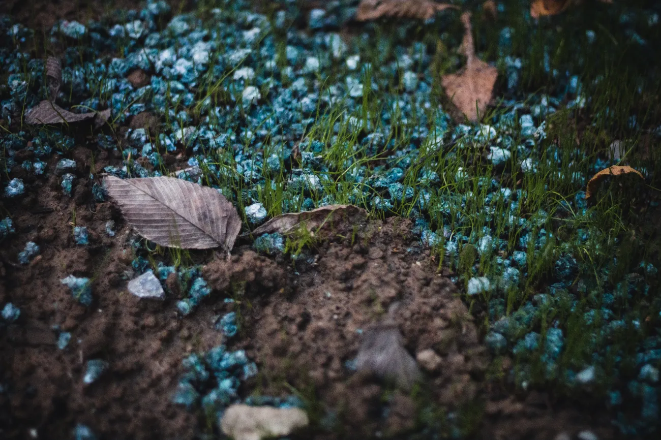 Blue fertilizer pellets lay scattered on the ground amongst leaves, grass and soil. Photo by Sean Foster via Unsplash.