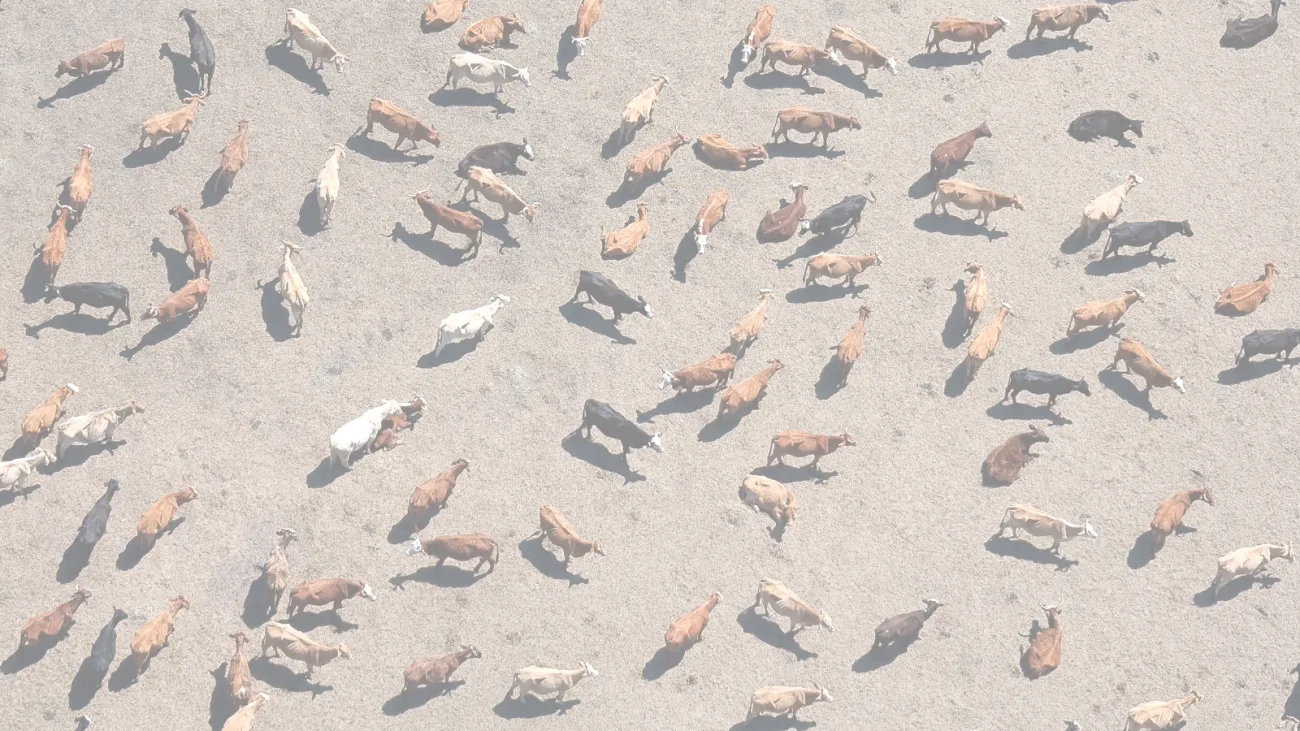 An aerial photo of cattle