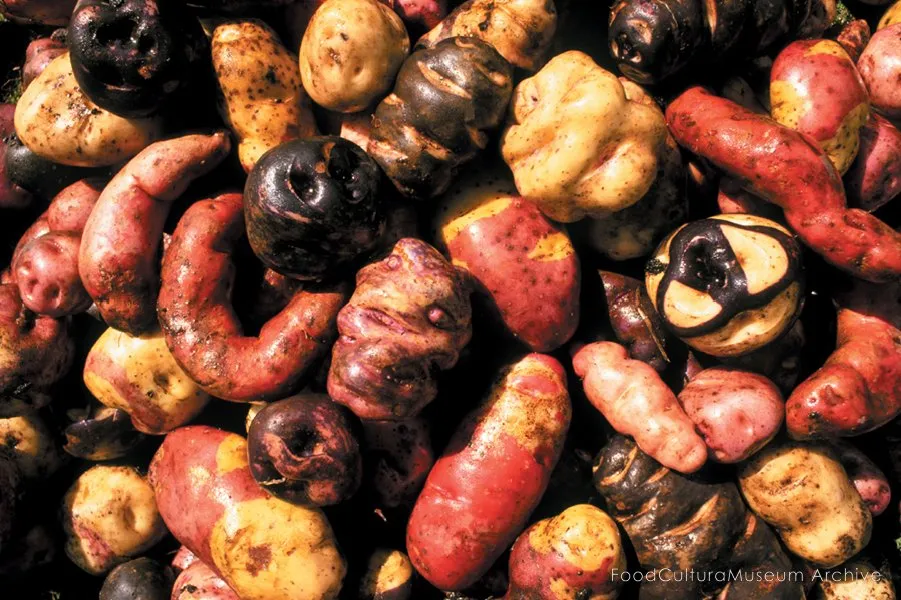 Variety of native potatoes. https://flic.kr/p/4dvMmN 