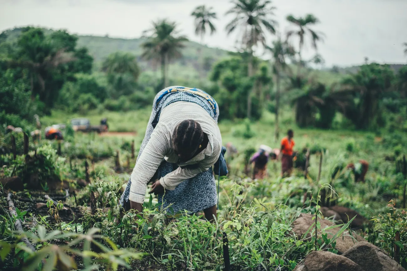African farmer working in a field
