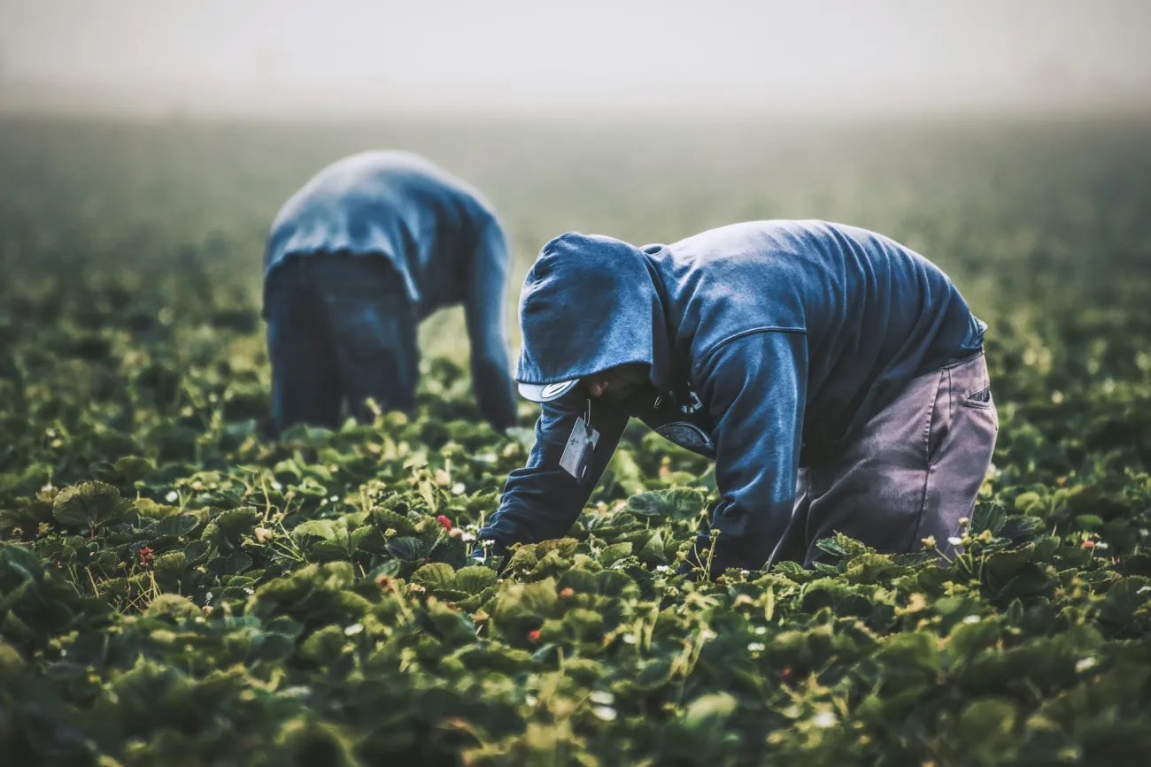 Two farm workers picking strawberries in a field. Photo by Tim Mossholder via Unsplash.