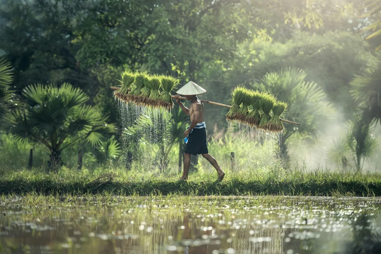 Rice farmer carrying rice bundles next to paddy