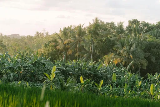 Picture of banana grove in tropical forest. Credit: Line Knipst via Pexels