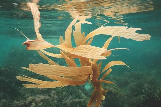 Seaweed floating in the sea. Credit: Lachlan Ross via Pexels.