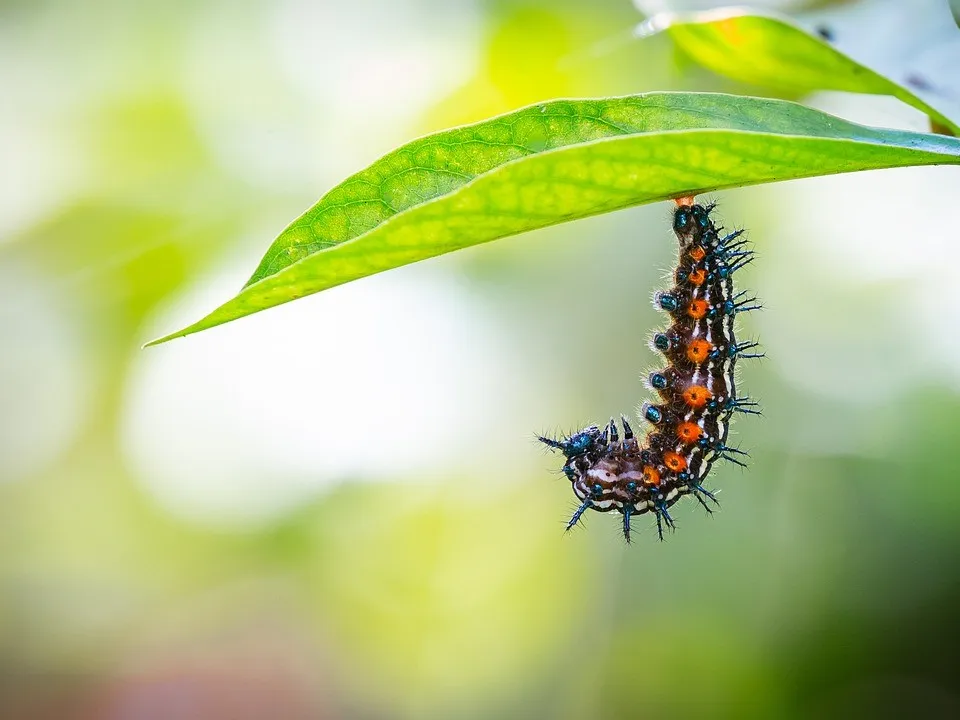 A caterpillar preparing to transform. Image by Charles Davis from Pixabay