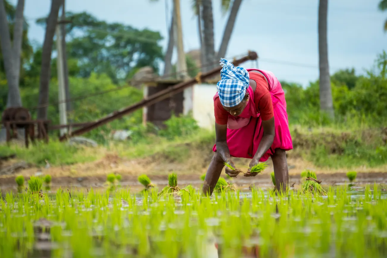 Woman planting rice. Photo by Deepak kumar via Unsplash