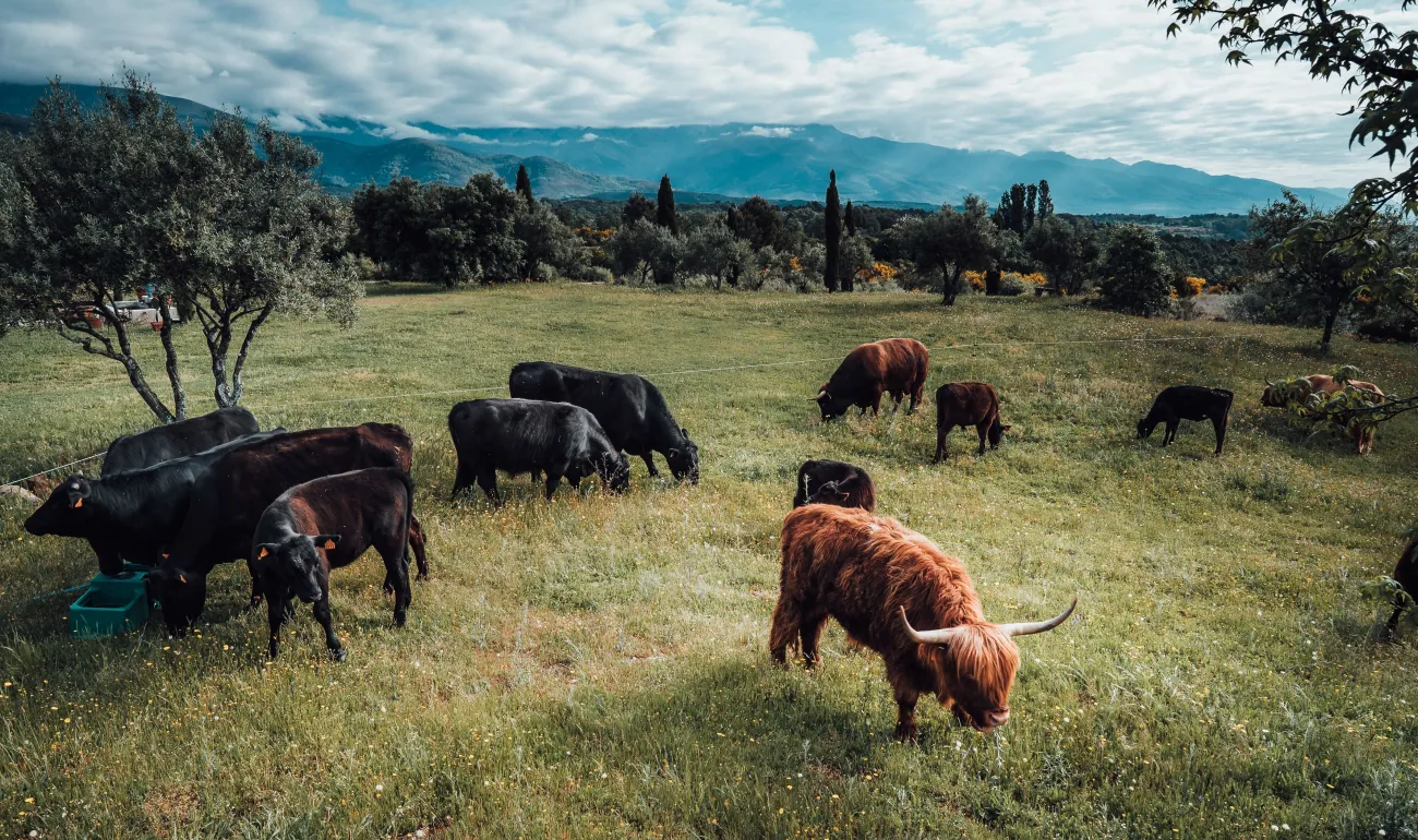 Picture of cows grazing in south of Spain