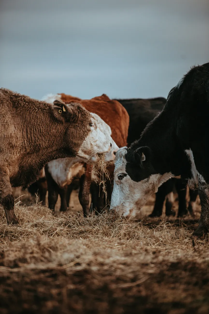 Beef cattle in a feed lot. Photo by Annie Spratt via Unsplash.