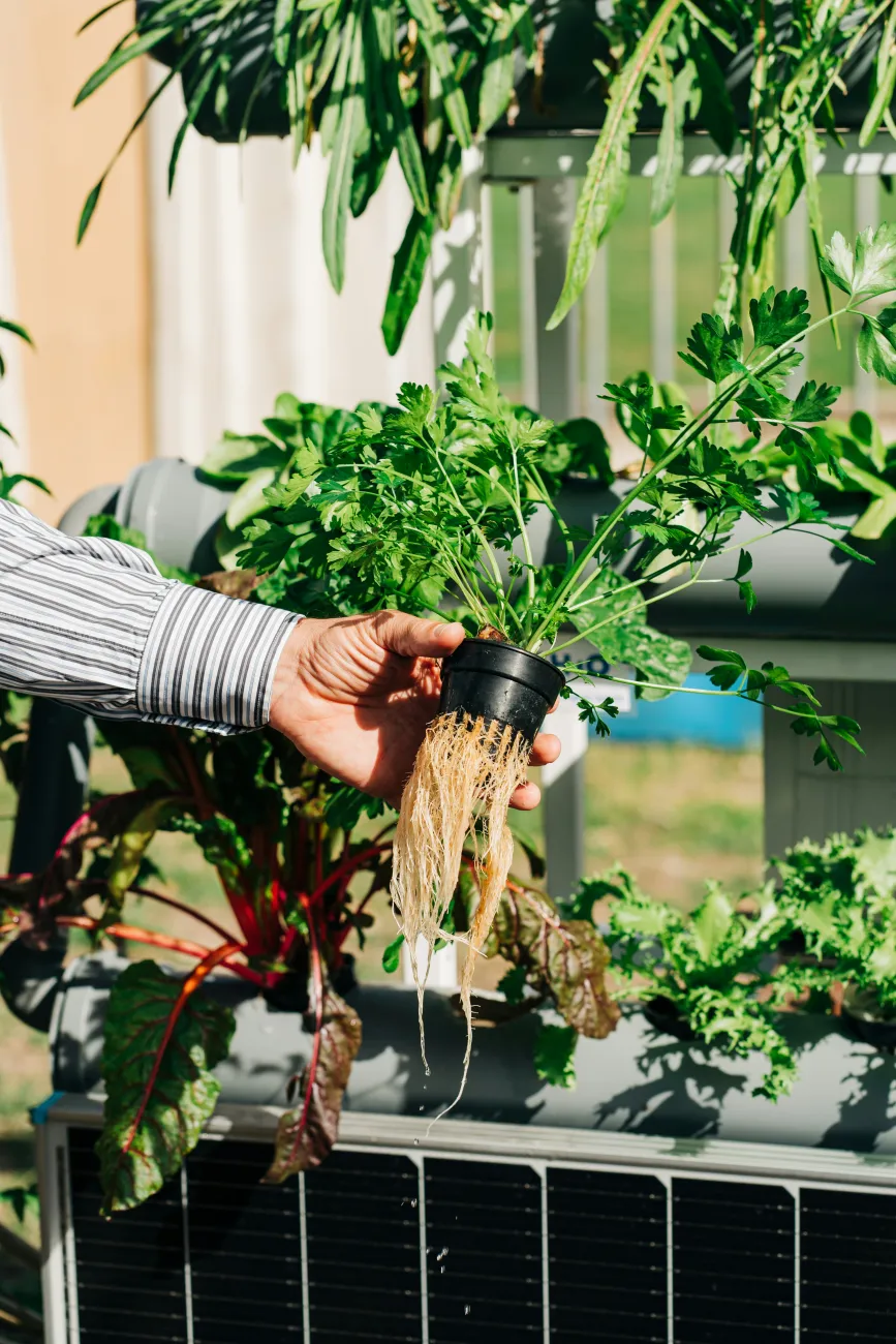 Someone removes a plant from an aquaponics system. Photo by Gabriella Clara Marino via Unsplash.