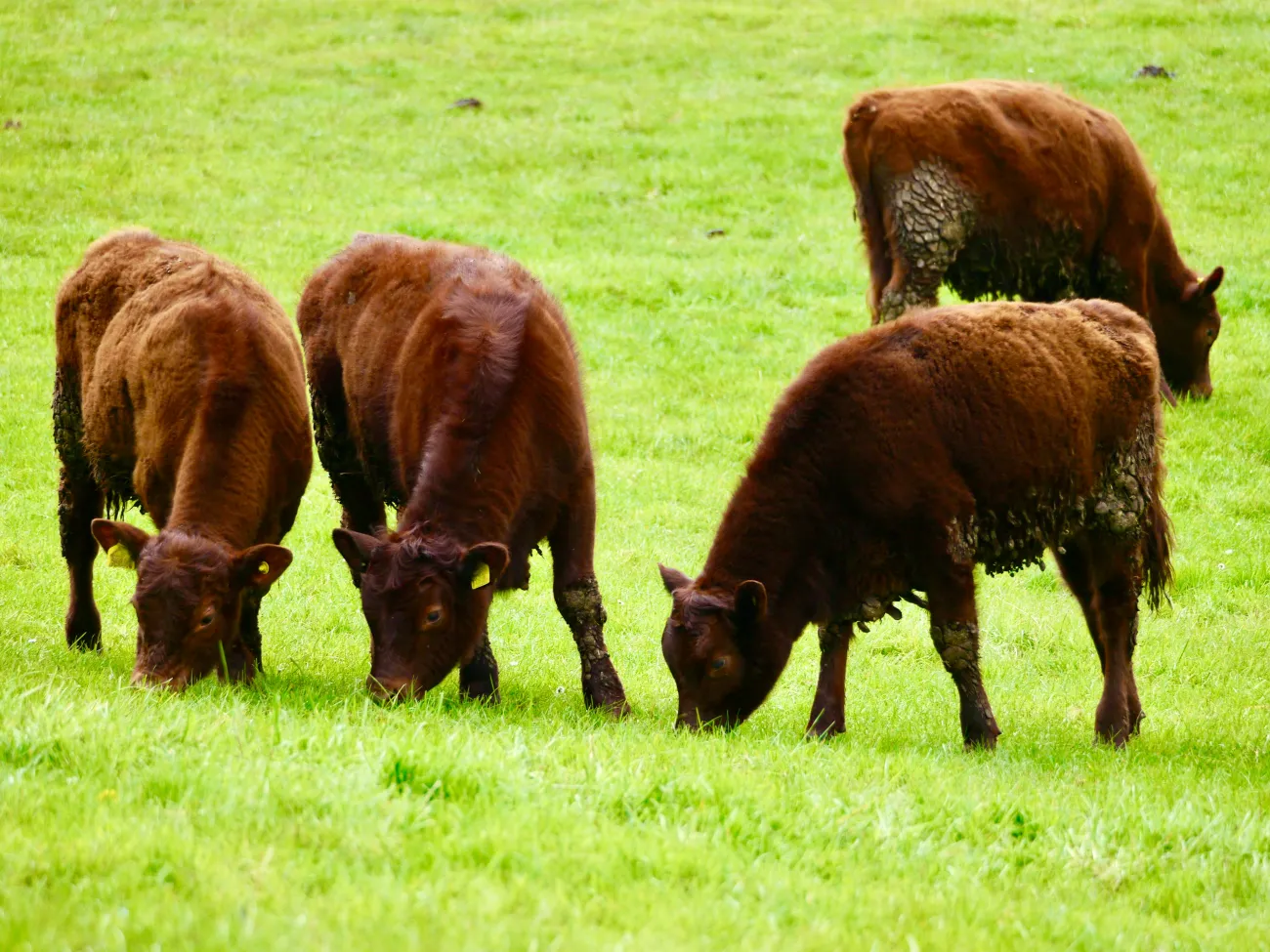 Beef cattle grazing on a pasture. Photo by Jim via Unsplash.