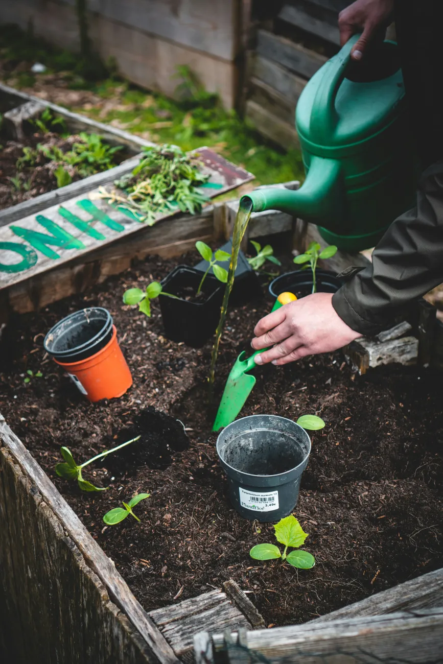 Water seedlings in a raised garden bed. Photo by Jonathan Kemper via Unsplash.