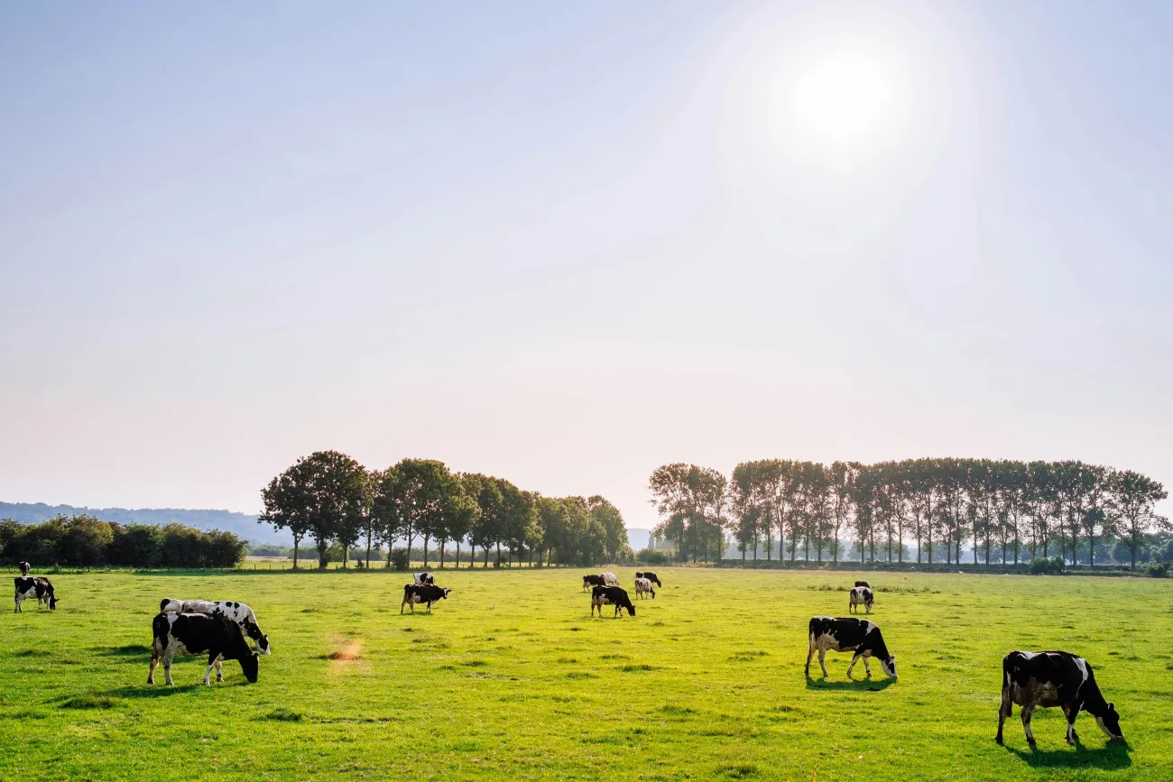 Cows on pasture. Photo by Leon Ephraim via Unsplash.
