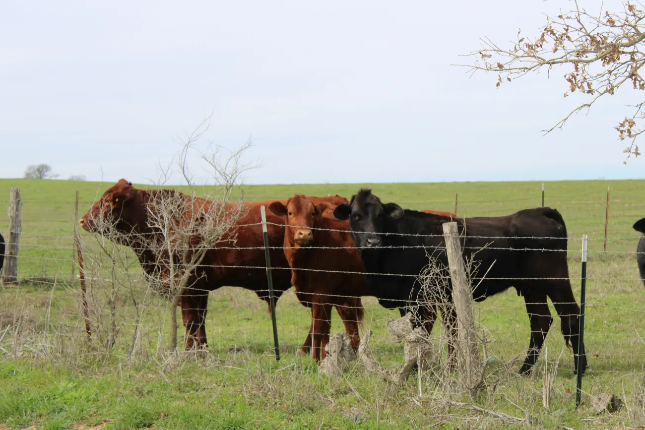 Three beef cows lined up behind a fence. Photo by Marie Martin via Unsplash.