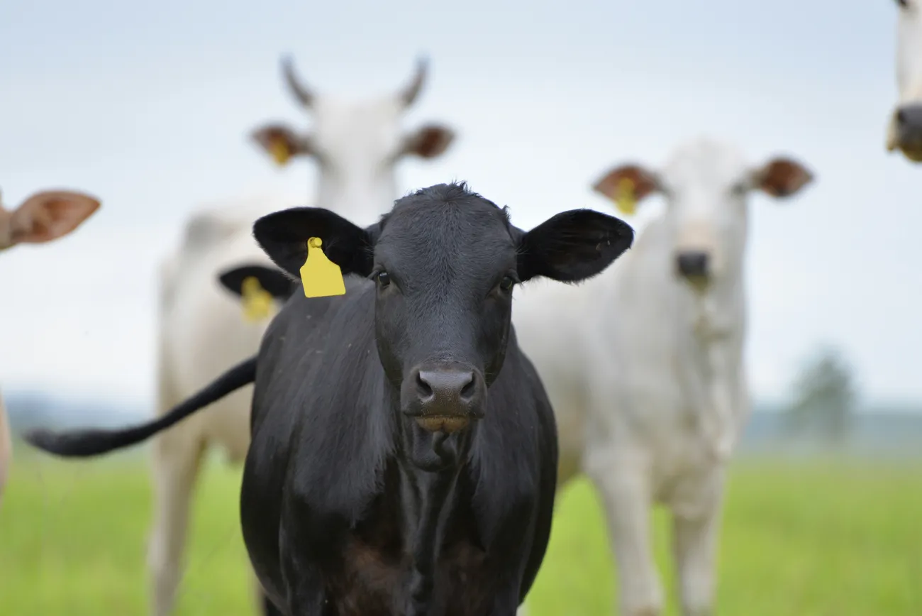 Beef cattle in a field. Photo by Mario Garcia via Unsplash.