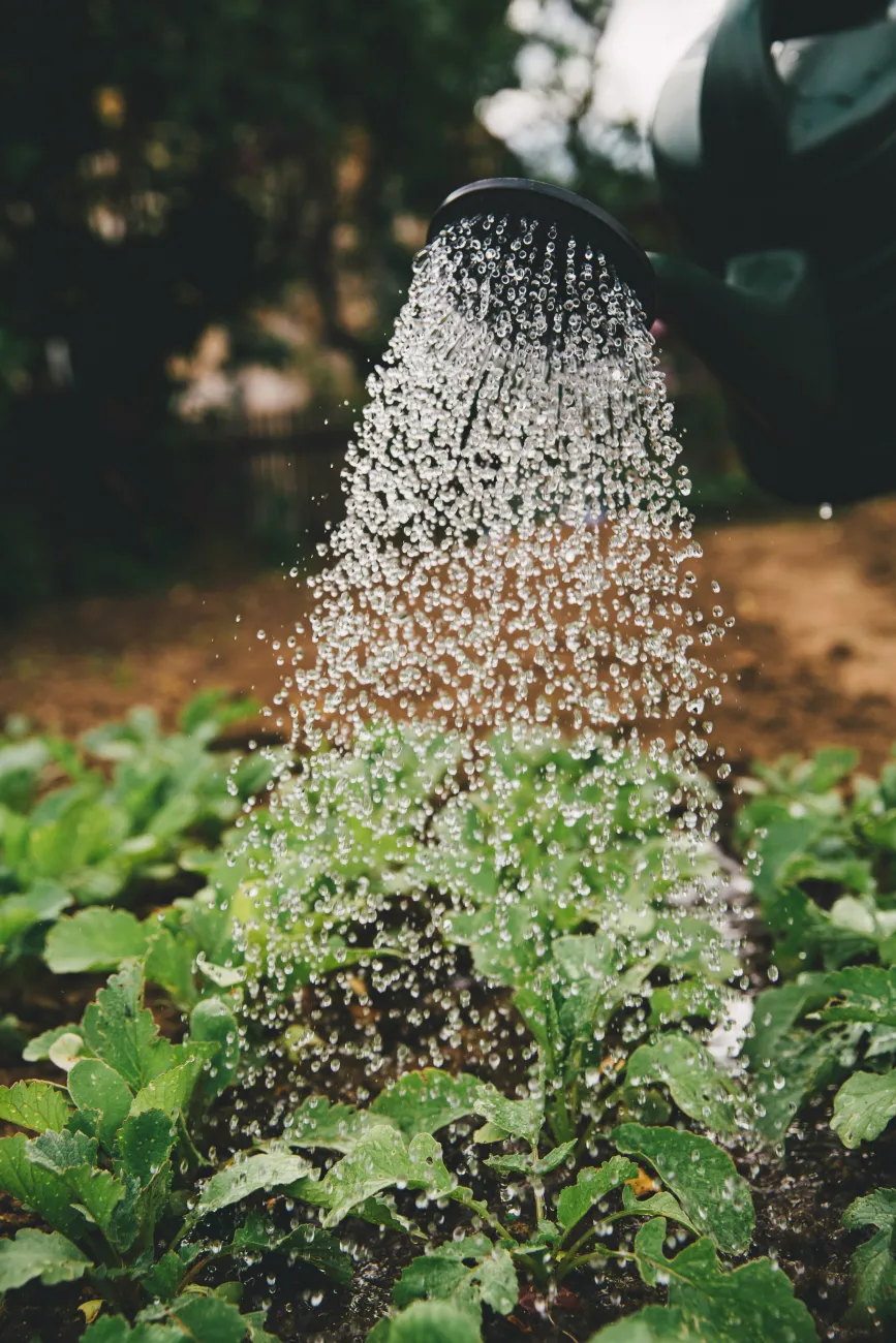 Rainfall from a watering can falls on a garden. Photo by Markus Spiske via Unsplash.
