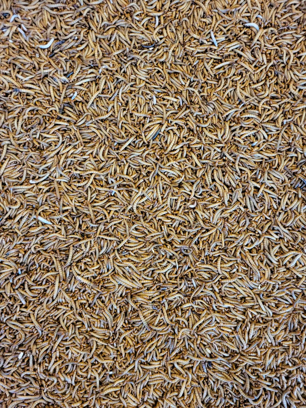 A pile of edible insects. Photo by Nathan Cima via Unsplash.