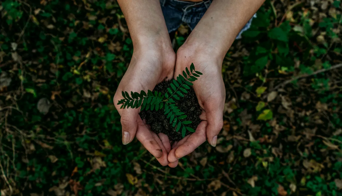 Hands holding a plant sprout above dirt. Photo by Noah Buscher via Unsplash.