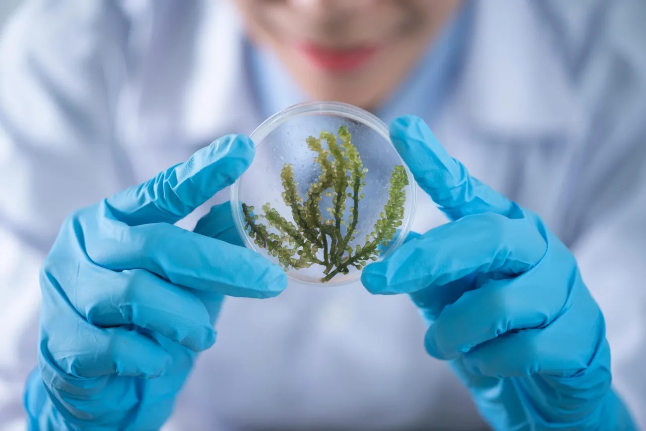 Image: Scientists holding a plate of algae. Photo by Chokniti Khongchum via Pexels