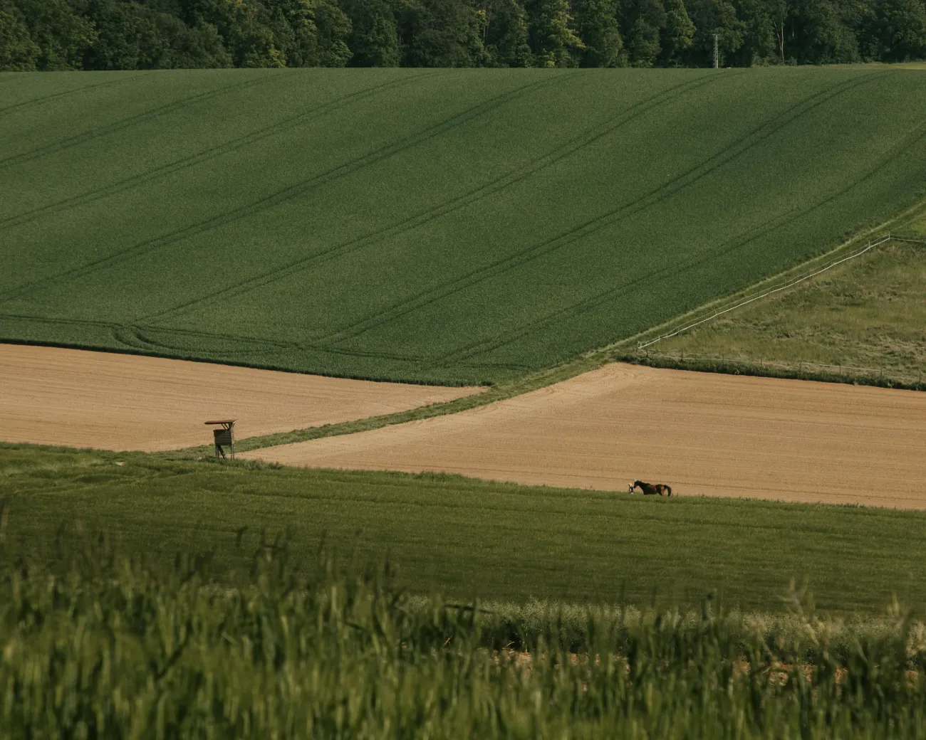 Photo of crops with horses in the background 