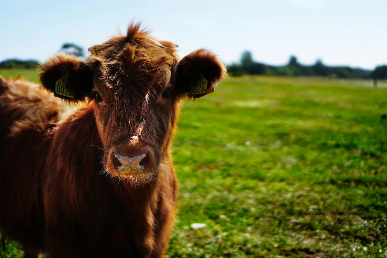 Picture of a highland cow in a field