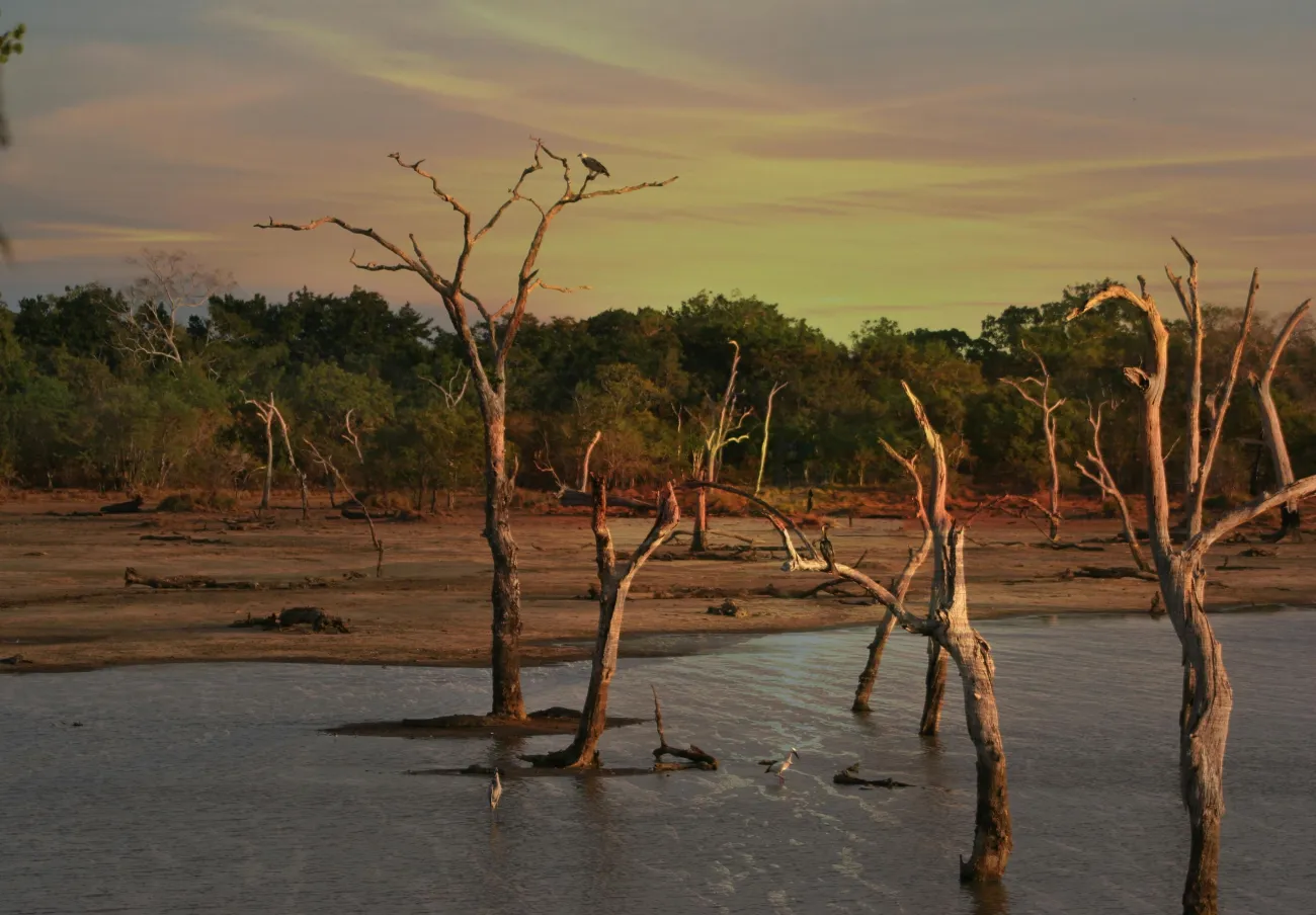 Dead trees sitting in a shallow pool of water. Photo by Ian Turnell