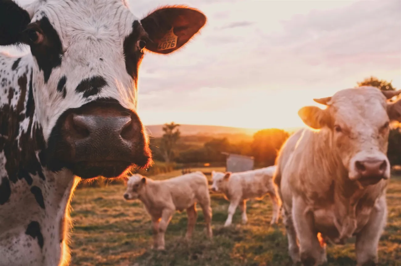 Beef cows in a pasture at sunset. Photo by Stijn te Strake via Unsplash.