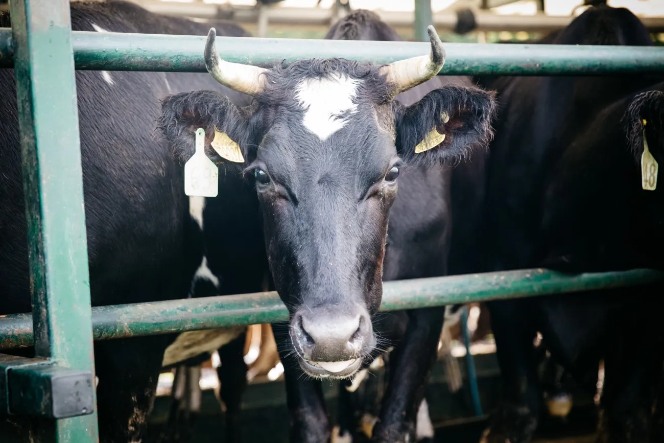 A cow awaiting milking in a dairy operation in the UK. Photo by Alexander Turner.