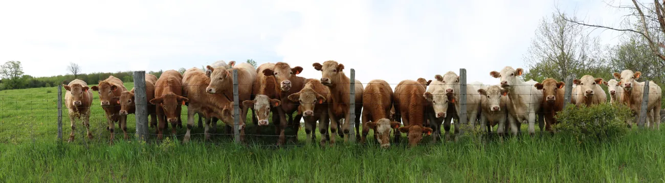 Long panoramic row of Charolais steers lined up looking over the fence