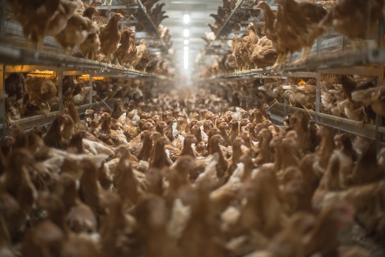 Hundreds of brown chickens on the floor and shelves in a concentrated feeding facility.