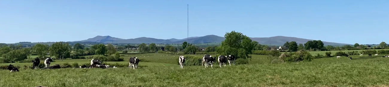 panoramic image of dairy cows in green fields against hills, on Joseph Lyall's family farm