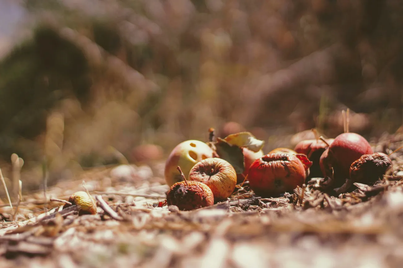 Rotting apples in a field. Photo by Joshua Hoenne via Unsplash.