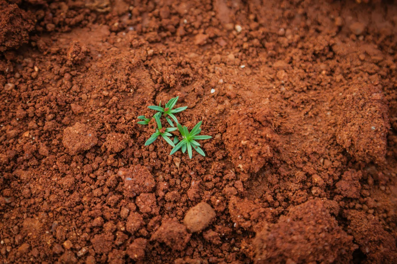 A small plant grows in dirt. Photo by Paul Mocan via Unsplash.