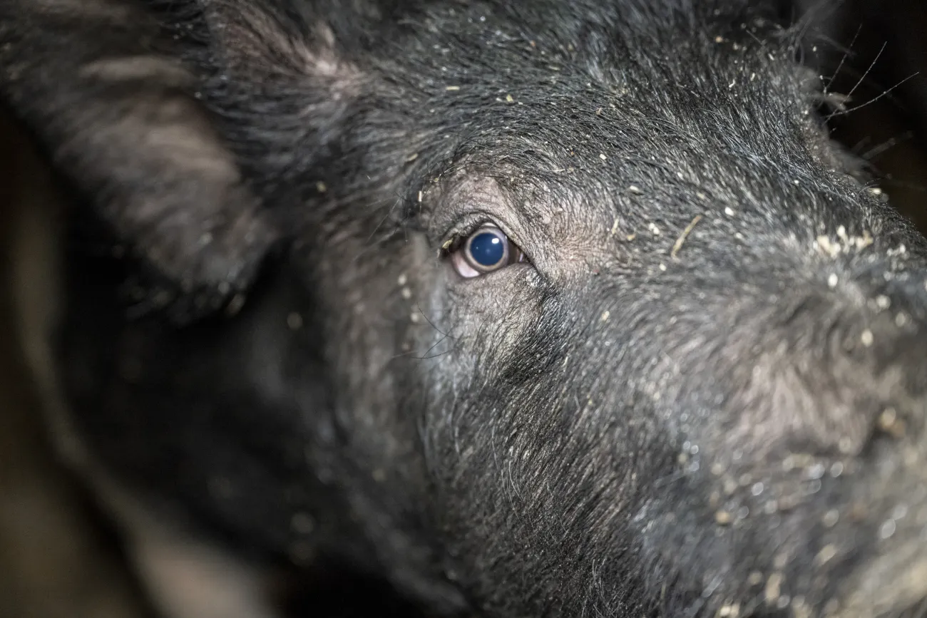 Close up of pig. Credit: Animal Rising