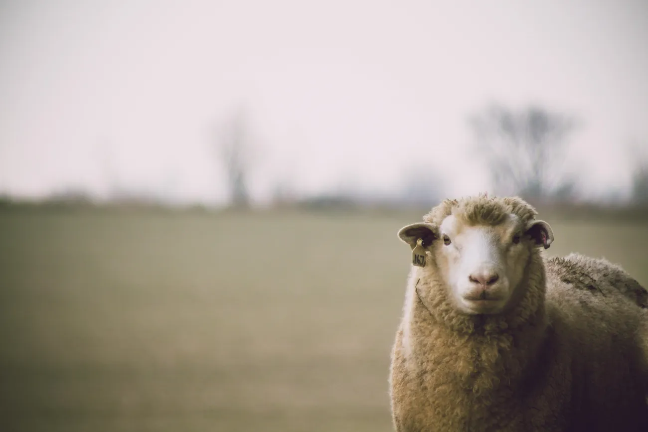 Photo of sheep in field. Credit: Dan Hamill via pexels