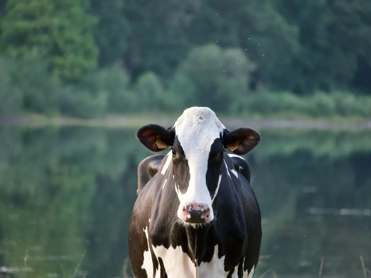 A photo of a cow standing by a pond by Luuk Steenbrink via Unsplash.