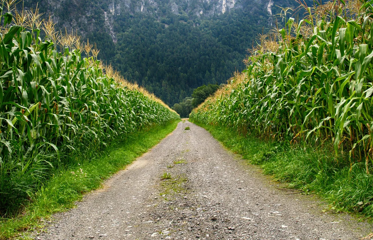 Corn fields with mountains looming. Credit: Johann Piber via Pexels. 