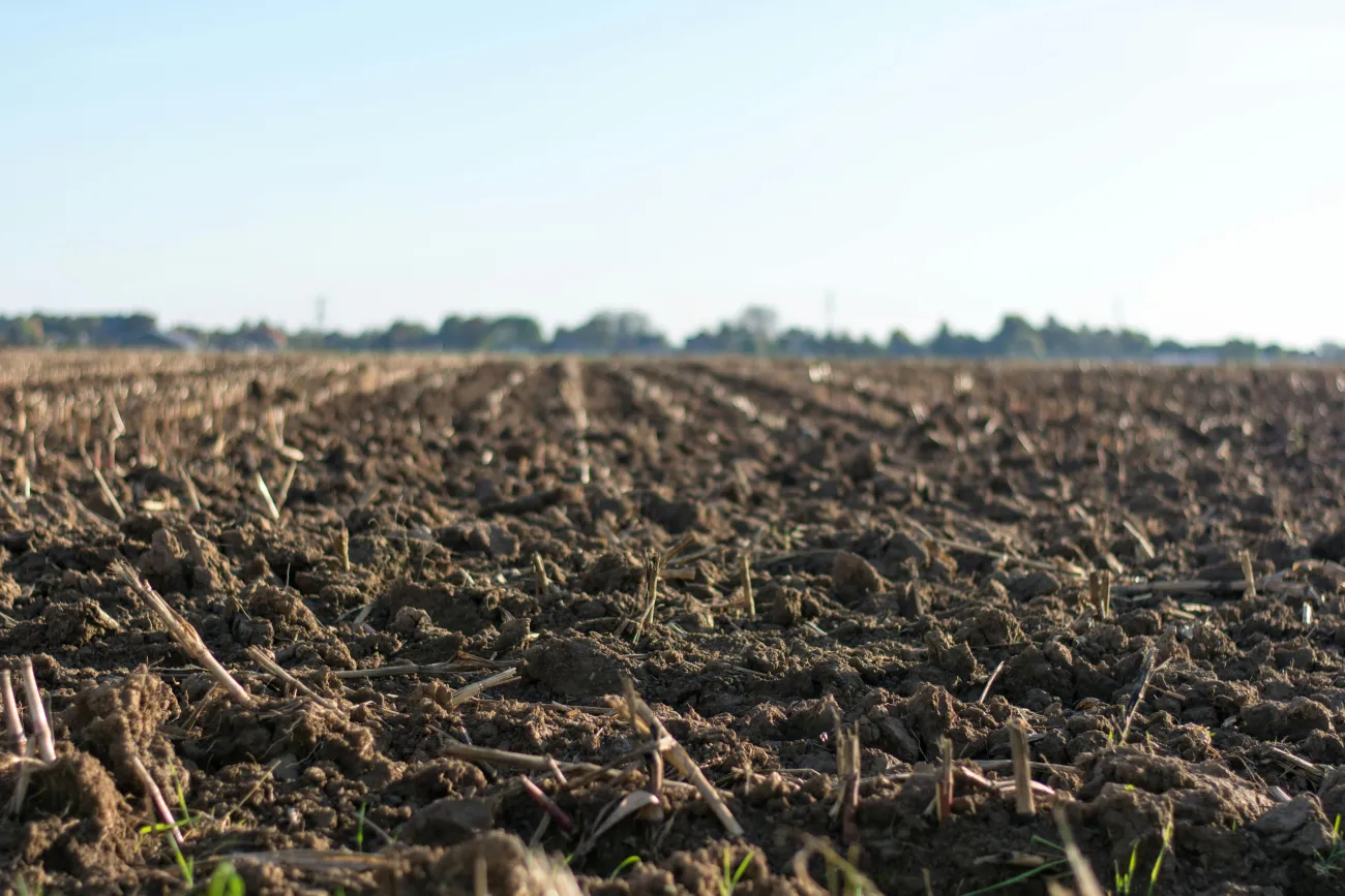 Picture of a plants germinating in a field. Credit: Jan Kroon via Pexels