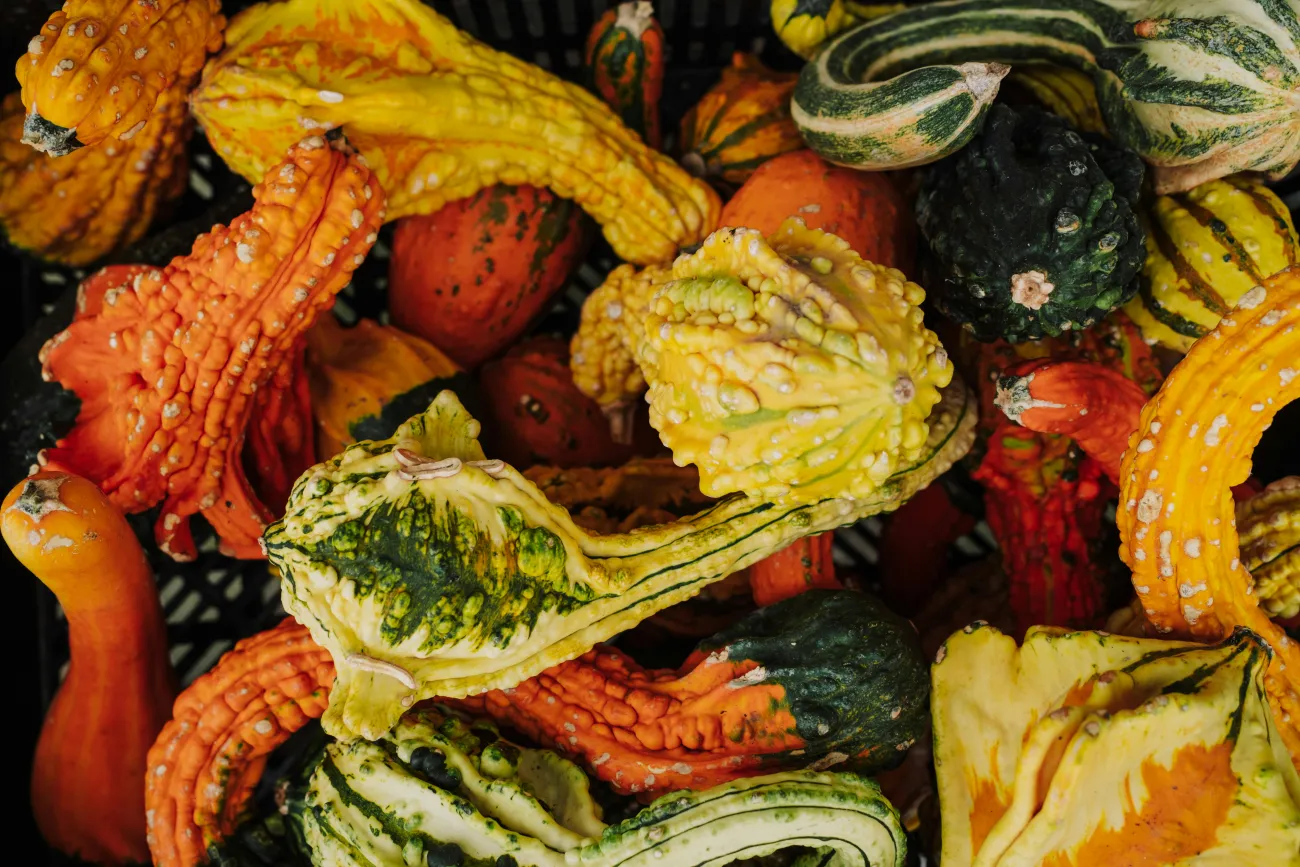 Pictures of weird squashes. Credit: Kelly via pexels