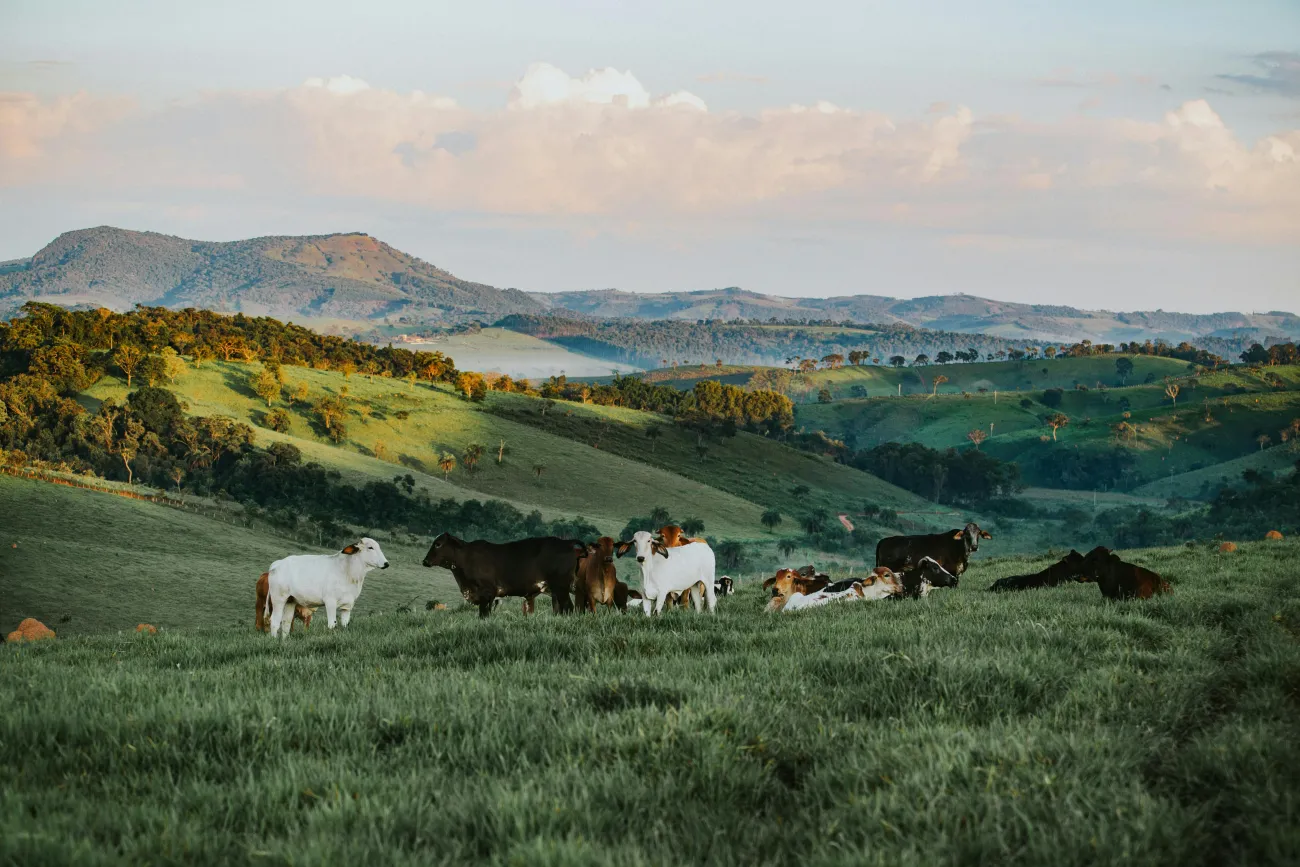 Photo of rolling hills with cows. Credit Wild Little Things via Pexels