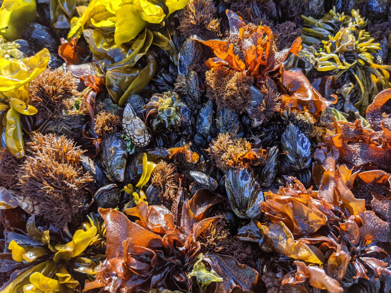 Colorful seaweed